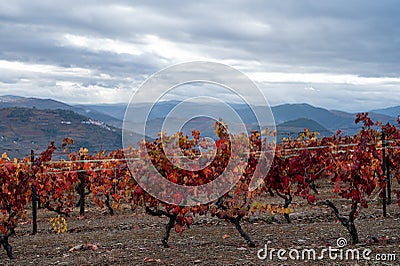 Oldest wine region in world Douro valley in Portugal, colorful very old grape vines growing on terraced vineyards, production of Stock Photo