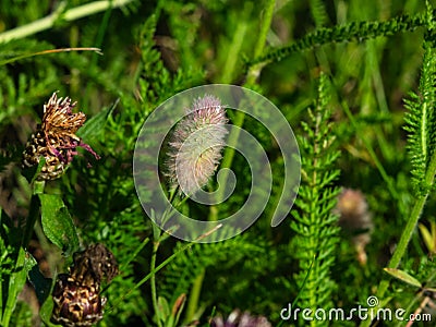 Oldfield clover or Trifolium arvense flowers close-up with bokeh background, selective focus, shallow DOF Stock Photo