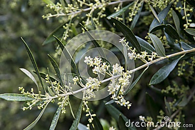 Twig with flowers of Olea europaea or olive Stock Photo