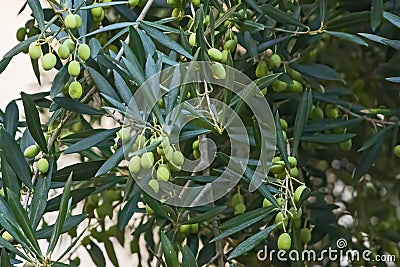 Olea europaea - European olive Stock Photo