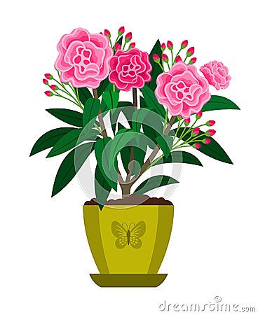 Oleander blooming houseplant Vector Illustration