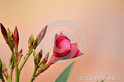 Oleander flower with evergreen ,Beautiful blossoms, of fragrant pink flowers in bunches Stock Photo