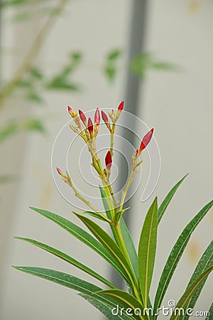 Oleander flower with evergreen ,Beautiful blossoms, of fragrant pink flowers in bunches Stock Photo