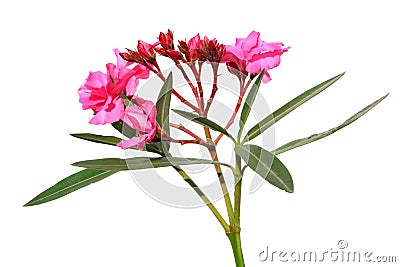 Oleander Stock Photo