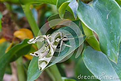 Oleander Hawk-moth or army green moth Stock Photo