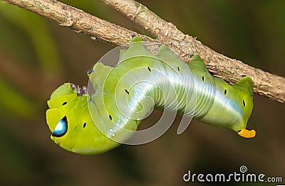 Oleander hawk moth Stock Photo