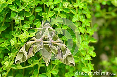 Oleander Hawk moth (Daphnis nerii) Stock Photo