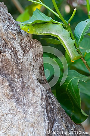 Oleander hawk moth is munching a leaf Stock Photo