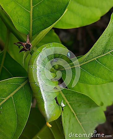 Oleander hawk-moth in Plant. Stock Photo