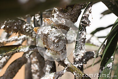 Oleander leaves densely covered with scale insects. Mealy mealybug. Stock Photo