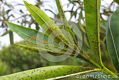 Oleander leaves densely covered with scale insects. Mealy mealybug. Stock Photo