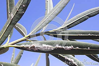 Oleander leaves densely covered with scale insects. Mealy mealybug. Stock Photo