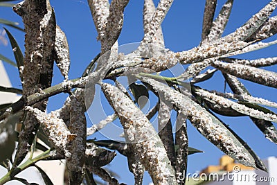 Oleander leaves densely covered with scale insects. Mealy mealybug. Stock Photo