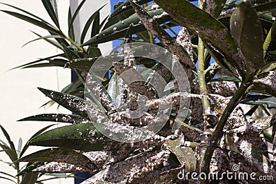 Oleander leaves densely covered with scale insects. Mealy mealybug. Stock Photo