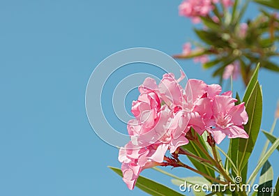 Oleander Stock Photo