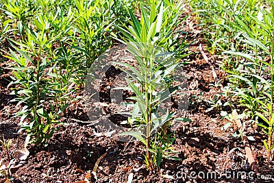 Oleanders planted in rows Stock Photo