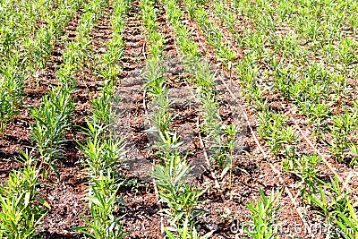 Oleanders planted in rows Stock Photo