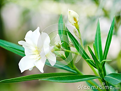 Oleanders, a poisonous evergreen Old World shrub that is widely grown in warm countries for its clusters of white flowers Stock Photo
