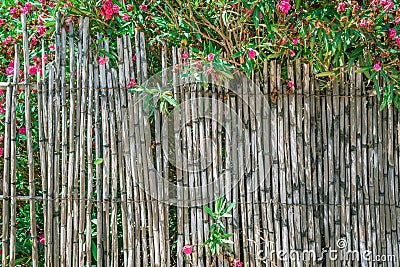 Oleandr around the fence Stock Photo