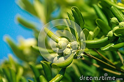 Oleaster shrub with olive like fruit Stock Photo