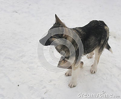 Olenegonka Nenets Laika Stock Photo