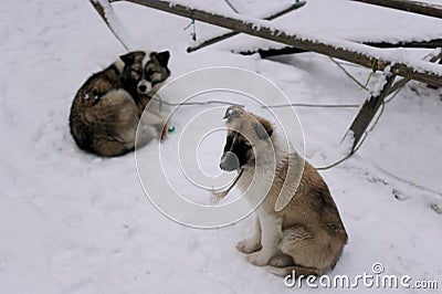 Olenegonka Nenets Laika Stock Photo