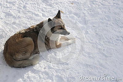 Olenegonka Nenets Laika Stock Photo