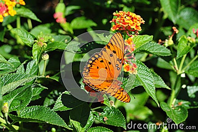 Oleta Orange Butterfly Stock Photo