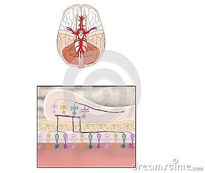 Olfactory bulb Stock Photo