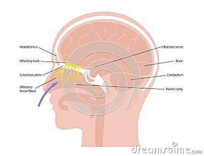 Olfactory nerve anatomy Vector Illustration