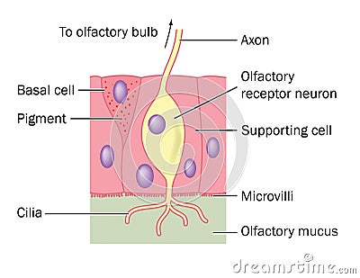 Olfactory nerve cell detail Stock Photo