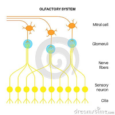 Olfactory system anatomy Vector Illustration