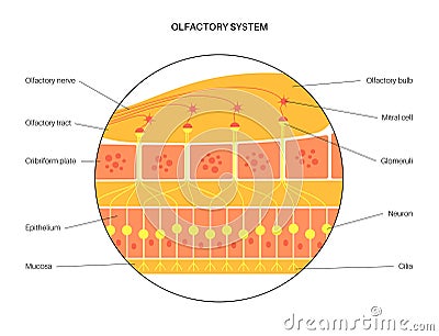 Olfactory system anatomy Vector Illustration