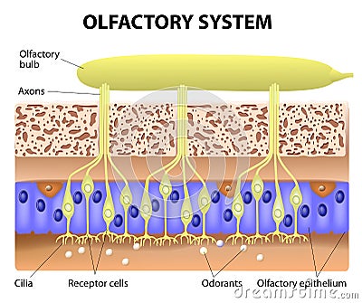 Olfactory System Vector Illustration