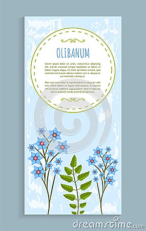 Olibanum Leaves and Flower Vector Illustration Vector Illustration