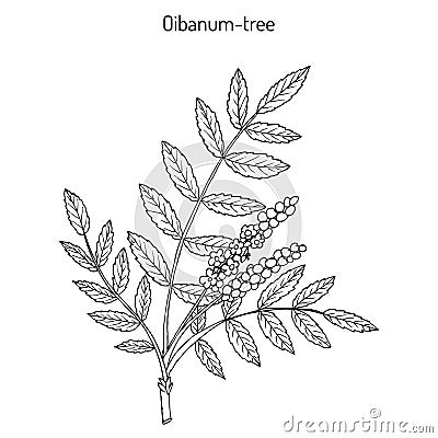 Olibanum-tree Boswellia sacra , or frankincens, aromatic tree. Vector Illustration