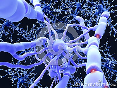 Oligodendrocyte forms insulating myelin sheaths around neuron ax Stock Photo