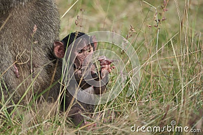 Olive baboon baby Papio anubis Anubis baboon Cercopithecidae Old world monkey Stock Photo