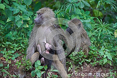 Olive baboon baby Papio anubis Anubis baboon Cercopithecidae Old world monkey Stock Photo