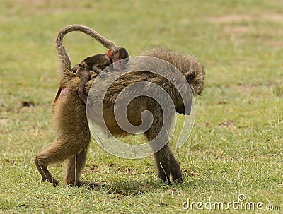 Olive Baboon giving youngster a ride Stock Photo