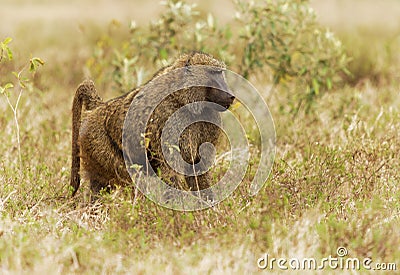 Olive Baboon Papio anubis also Anubis baboon, Cercopithecidae, Old World monkey from Africa, inhabits savannahs, steppes, and Stock Photo