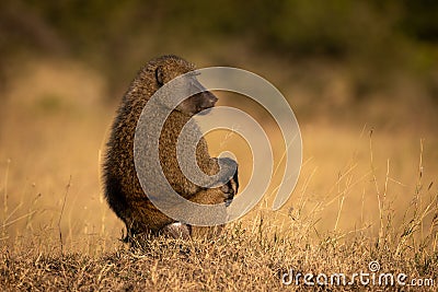 Olive baboon sits in profile in grass Stock Photo