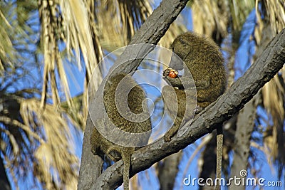 Olive baboons eating fruit in tree, Samburu, Kenya Stock Photo