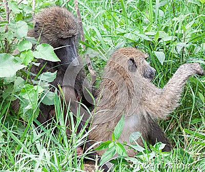 Olive baboons grooming Stock Photo