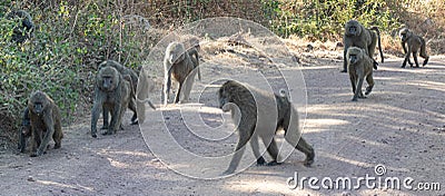Olive baboons Lake Manyara National Park Stock Photo