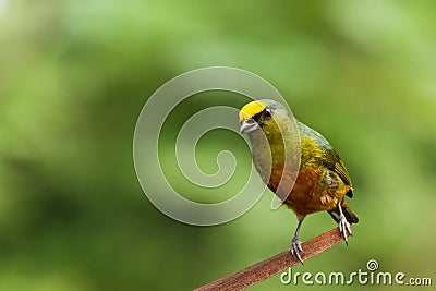 Olive backed euphonia Stock Photo