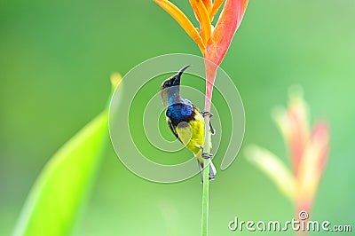 Olive-backed Sunbird (bird) Stock Photo