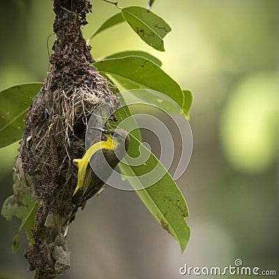 Olive-backed Sunbird building its nest Stock Photo