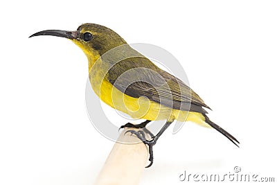 Olive-backed sunbird - Cinnyris jugularis, also known as the yellow-bellied sunbird, Stock Photo