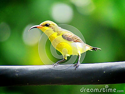 The olive-backed sunbird Cinnyris jugularis, also known as the yellow-bellied sunbird, is a southern Far Eastern species of sunb Stock Photo